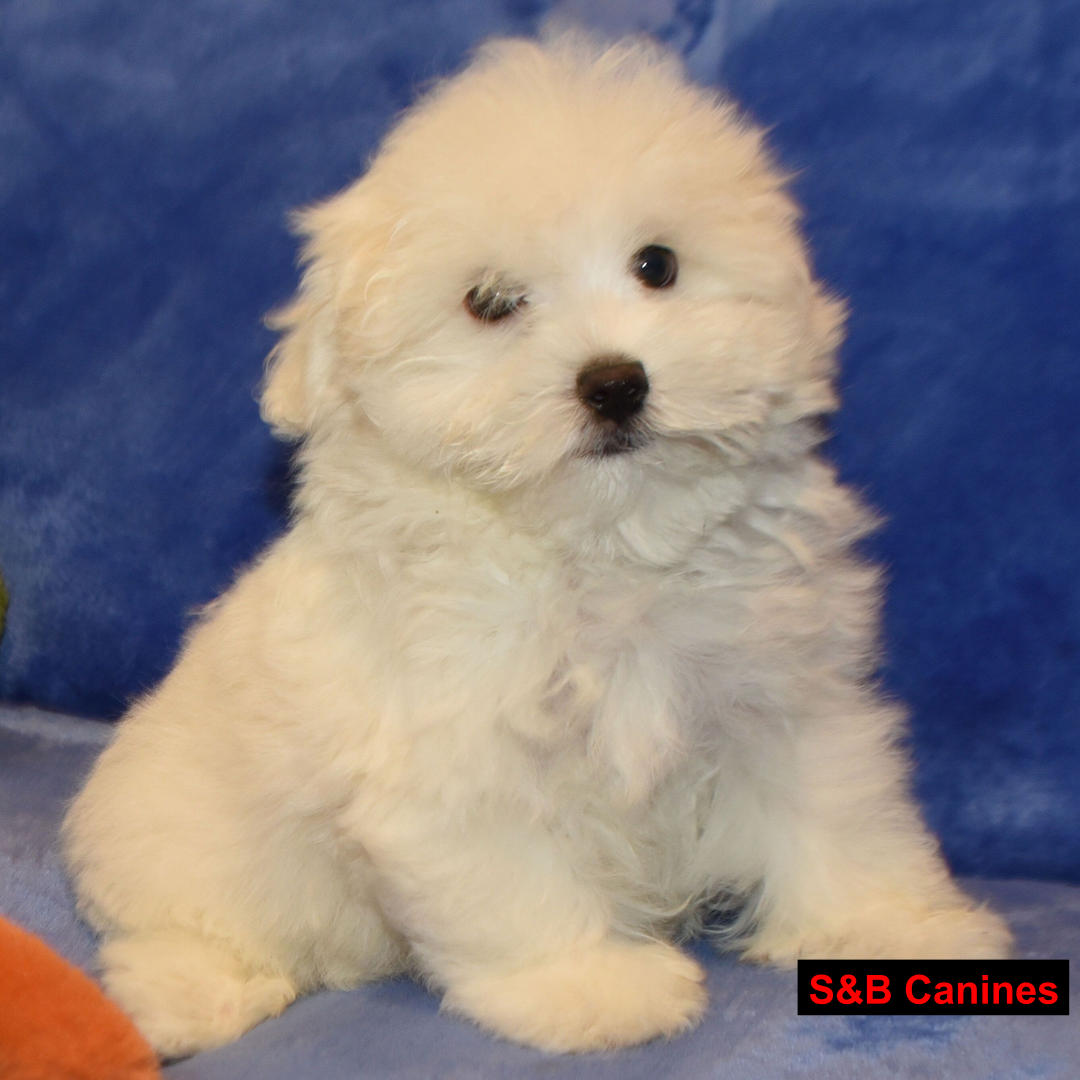 Puppy for Sale